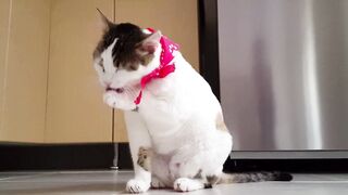 Funny animals videos |Funny Cats | try not to laugh | Cute Animals | Animals Channels