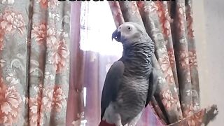 Silvertheafrican | Large Parrot | Talking Parrot