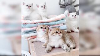 So Many Cute Baby Kittens And Beautiful Cat Videos Compilation