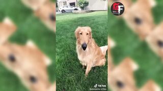 Funny And Cute Dogs videos Compilation