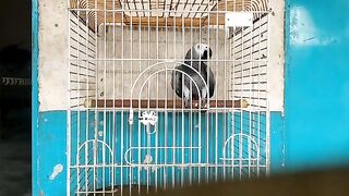 Tame Parrot | Talking Full Parrot