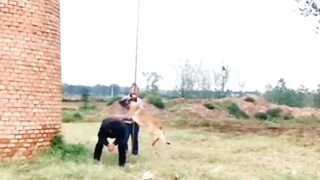 Animals funny