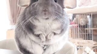 Cute rat????????????????????????????
