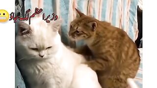 New funny latest video 2023