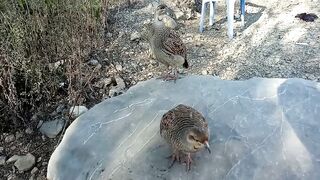 Partridge Best Breeder Pair
