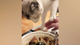 funny cat videos