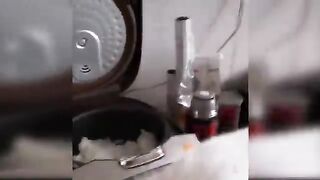 Funny cats