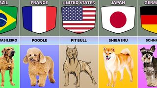 Dog breeds from different countries