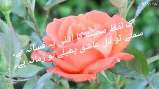Red ????rose for beautiful people
