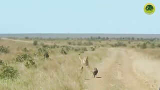 खतरनाक शिकारियों की दिल दहलाने वाली लड़ाई - Deadliest Battles Between Carnivores