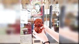 Funny dogs