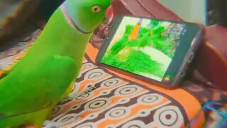 Parrot Kis with my Mobile | Parrot see video on mobile