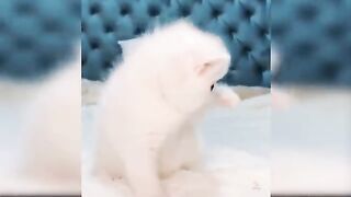 Funny cute cats