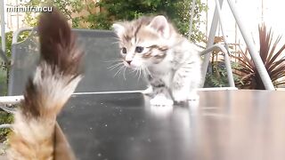 Cats and kittens Beautiful scenes