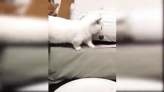 Funny cats