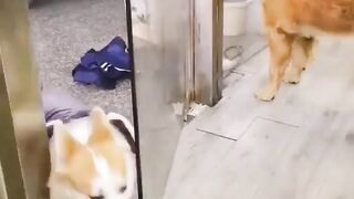 Funny dogs fight