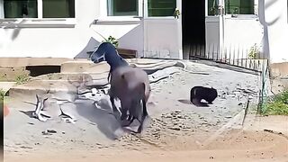 Fun   masti    FunVideo  funnyreels 140