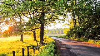 This Forest Trail Feels Like a Dream   Relaxing Nature Walk in 4K