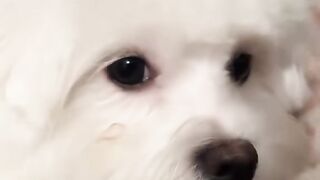 dog hiio