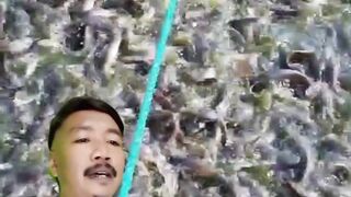 Air kolam hijau alami, ikan lele sehat, dan pakan hemat, Begini caranya