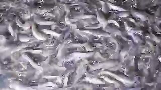 Mau ikan lele kalian cepat BESAR, Sempatkan ngasih makan malam