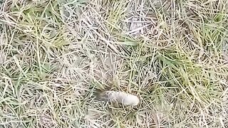 Insects worm