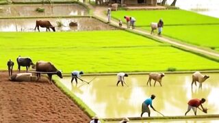 The village life.