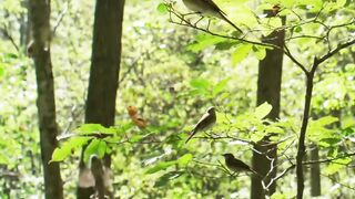 Birds 37