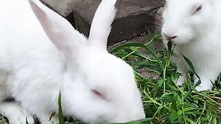 Nice Rabbit