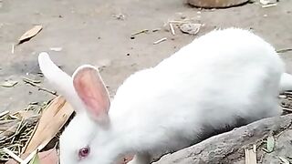 Nice Rabbit 2