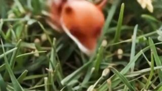 Strange animal 2