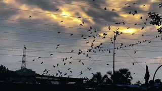 সব ঘটর জল খওয়ই