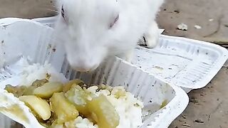 Rabbit 13