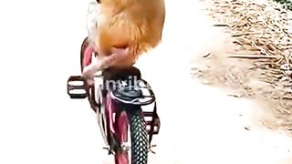 How did Mamu ride a bicycle?