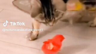 Funny video