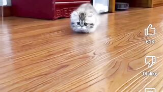Meaw meaw meaw