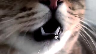 Cats video 9