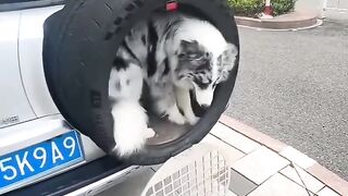 Dog  house