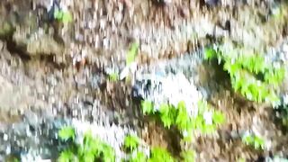 Nature video 23