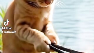 Orange cat 4