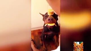 Funny animals 183