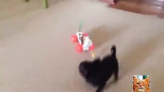 Animals funny 6