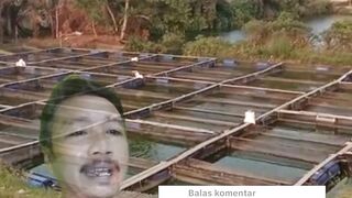 Tidak perlu pemupukan air kolam, tidak perlu pergantian air kolam, Budidaya sistem ini sangat simple