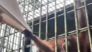 Bandar Ne Insan ko pakad liya