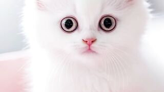 cat cute fishpetfun pet kitten animals funny pets goldenretriever dog chihua anmals 2
