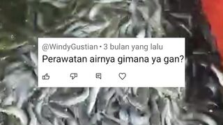 Cara perawatan air kolam agar ikan lele sehat dan cepat besar
