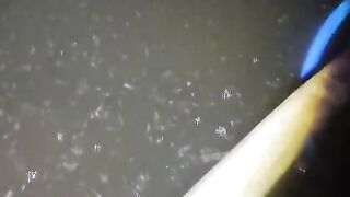 Larva lele umur 8 hari dari menetas, cepat sekali tumbuh, inilah segmen pemijahan lele