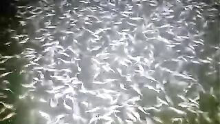 Pembenihan lele dimusim BEDIDING tetap lancar,  Fahami apa yang diinginkan oleh ikan lele