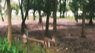 The magical deer of Bangladesh.
