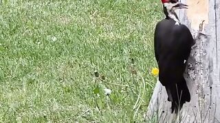 ini adalah burung woodpecker